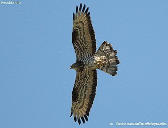 Animali 411